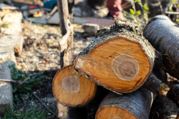 How Our Tree Care Process Works  in  Oak Grove Heights, AR