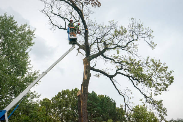 Trusted Oak Grove Heights, AR Tree Removal Services Experts